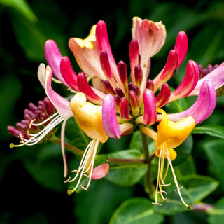 FIORI DI BACH