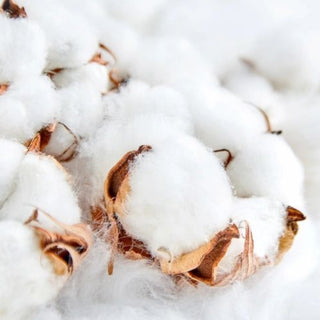 COTTON FLOWER 1 %