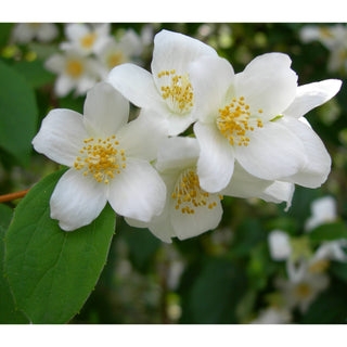 JASMINE ABSOLUTE (Gelsomino)