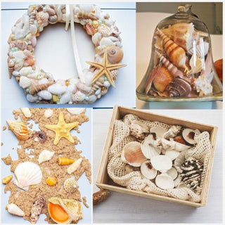 Conchiglie decorative - Bottega delle creazioni