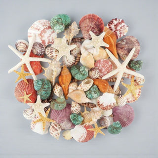 Conchiglie decorative - Bottega delle creazioni