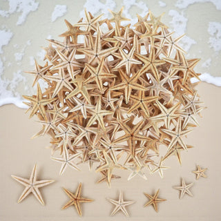 Stelle marine decorative - Bottega delle creazioni