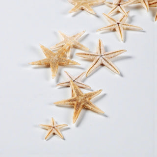 Stelle marine decorative - Bottega delle creazioni