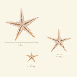 Stelle marine decorative - Bottega delle creazioni